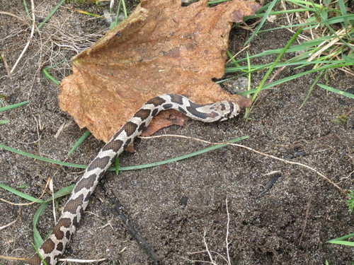 Pantherophis vulpinus
