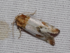Schinia oculata