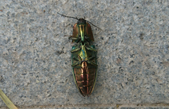 Campsosternus auratus