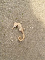 Hippocampus patagonicus