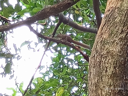 Irrawaddy Squirrel
