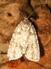 Acronicta increta