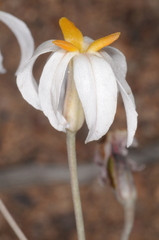 Leucocoryne narcissoides