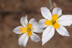 Leucocoryne narcissoides