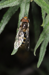 Austroscaeva melanostoma