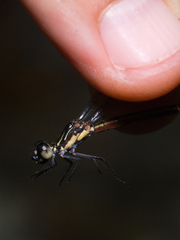 Rhinocypha pagenstecheri timorana