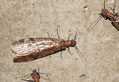 Archichauliodes guttiferus