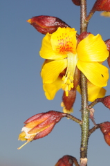 Erythrostemon angulatus