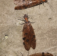 Archichauliodes guttiferus