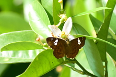 Pseudocoladenia dan fatih
