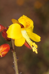 Erythrostemon angulatus