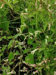 Riocreuxia polyantha