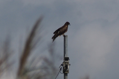 Milvus migrans