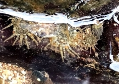 Anthopleura dixoniana image