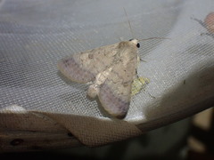Pandesma muricolor
