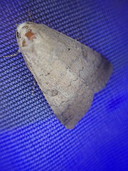Pandesma muricolor