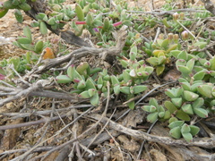 Drosanthemum quadratum