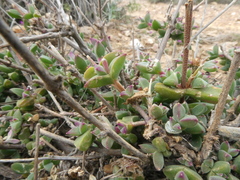 Drosanthemum quadratum