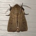 Ursula Wainscot - Photo (c) Matthew O'Donnell, some rights reserved (CC BY-NC-SA)