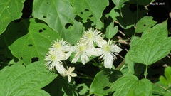Clematis trichotoma