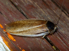 Pseudocalolampra pardalina