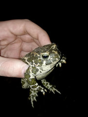 Bufotes viridis viridis