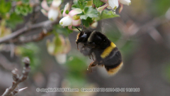 Bombus ganjsuensis