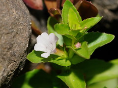 Gratiola peruviana