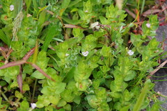 Gratiola peruviana