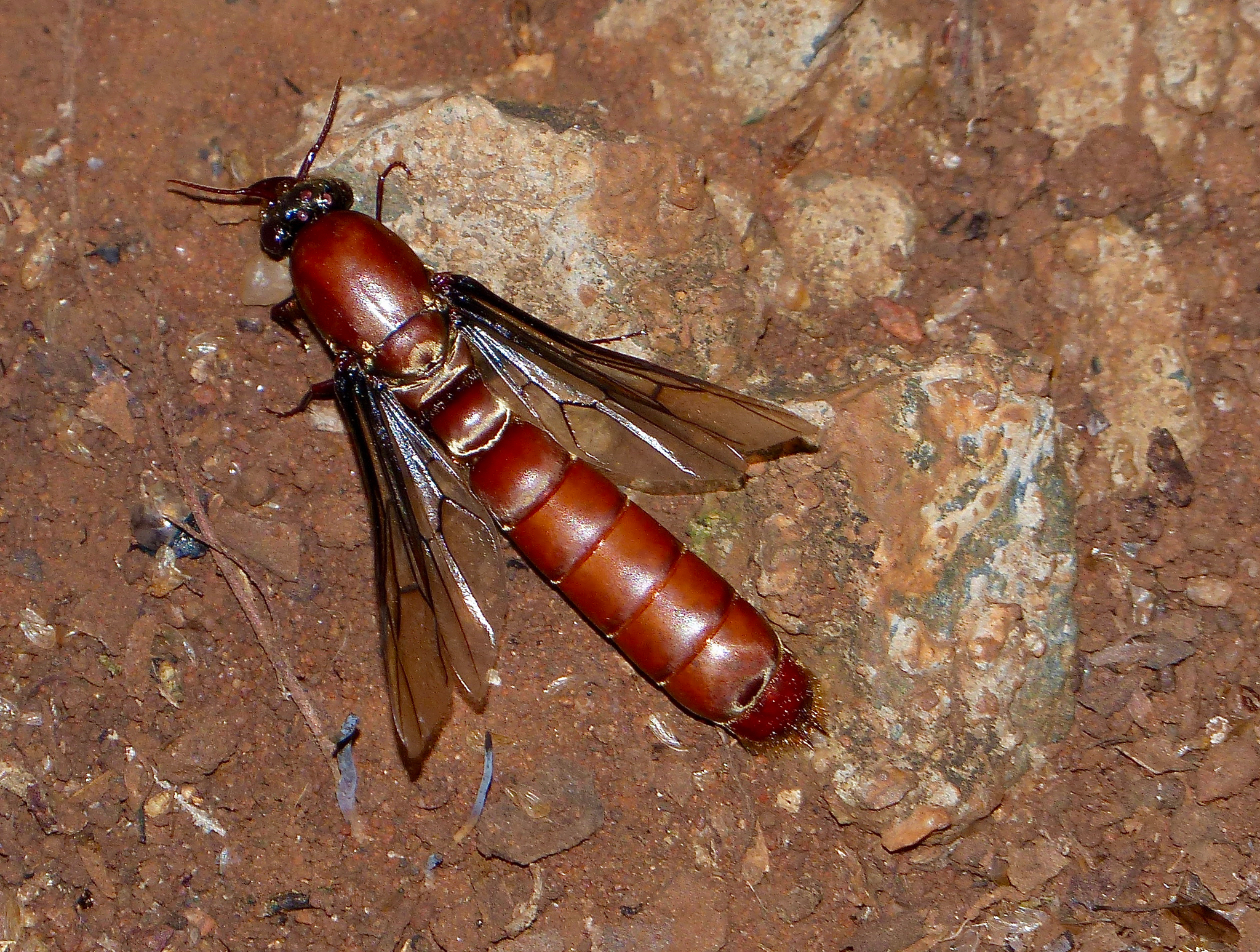 Dorylus helvolus