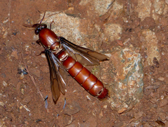 Dorylus helvolus