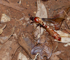 Dorylus helvolus