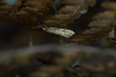 Glaucocharis auriscriptella