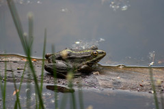 Pelophylax