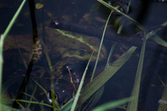 Pelophylax