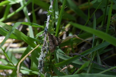 Uresiphita maorialis