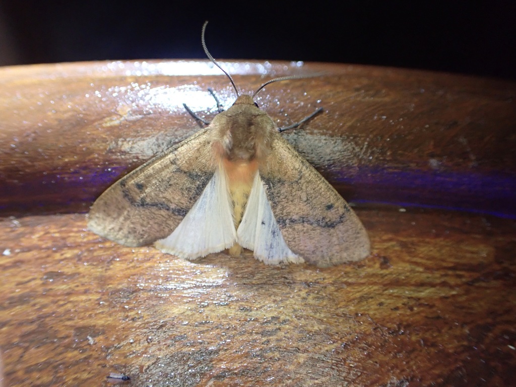 Teracotona clara