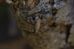 Thamnosara sublitella