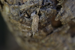 Thamnosara sublitella