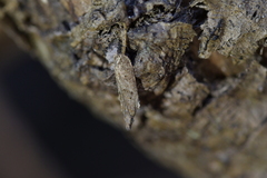 Thamnosara sublitella