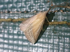 Hypena conscitalis