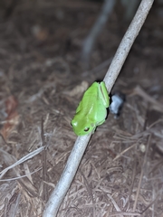 Ranoidea caerulea