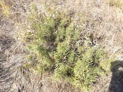 Rhamnus erythroxyloides