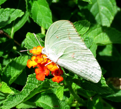 Catopsilia pyranthe