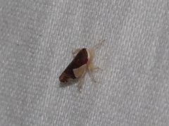 Norvellina pulchella