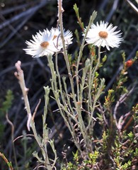 Chrysocephalum baxteri