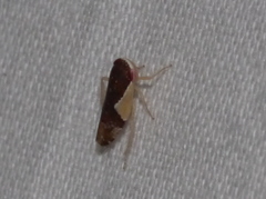 Norvellina pulchella