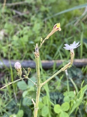 Silene reinwardtii