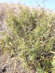 Rhamnus erythroxyloides