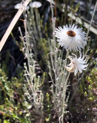 Chrysocephalum baxteri